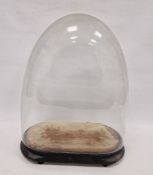 19th century glass display/clock dome with ebonised wooden base 47cmCondition ReportThe length at