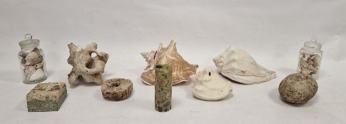 Conch shell together with numerous other types of shells and pieces of coral.