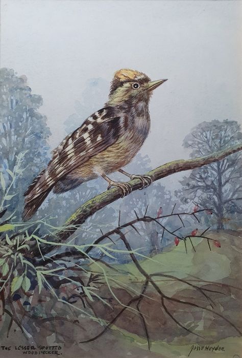 Jesse Hayden Watercolours Portraits of birds - wheatear, lesser spotted woodpecker, linnet, - Image 6 of 13