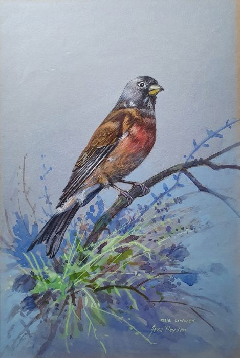 Jesse Hayden Watercolours Portraits of birds - wheatear, lesser spotted woodpecker, linnet, - Image 3 of 13