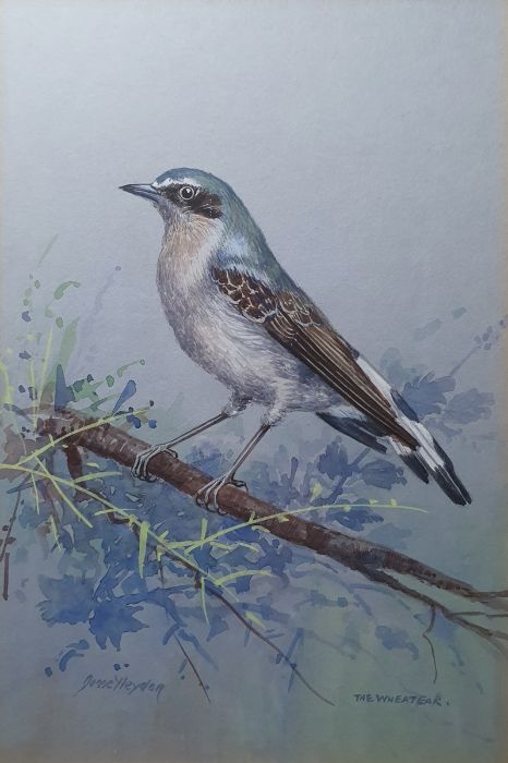 Jesse Hayden Watercolours Portraits of birds - wheatear, lesser spotted woodpecker, linnet, - Image 4 of 13