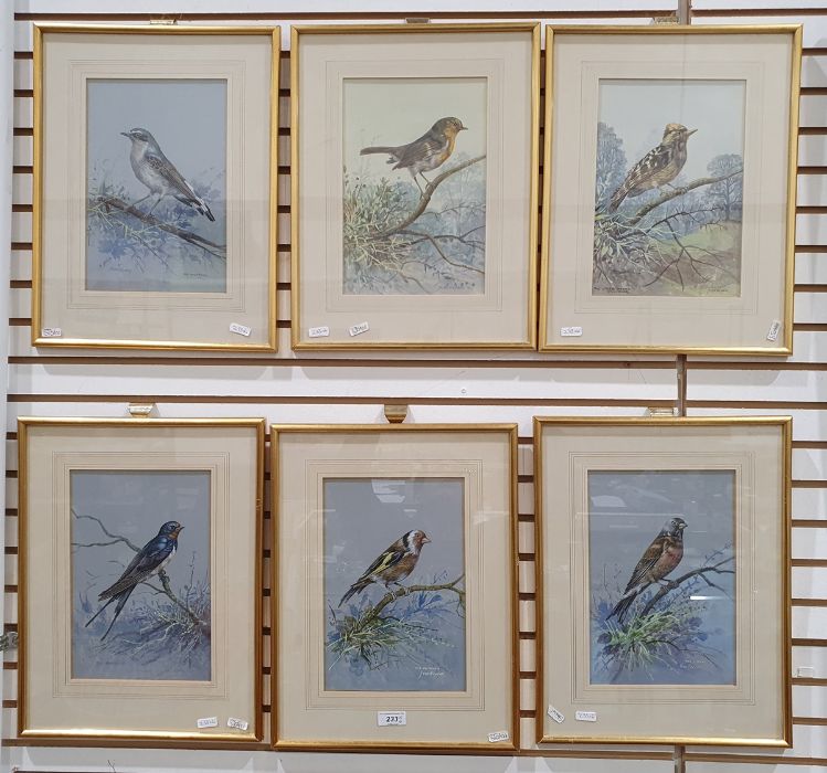 Jesse Hayden Watercolours Portraits of birds - wheatear, lesser spotted woodpecker, linnet, - Image 13 of 13