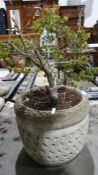 Composite stone plant pot, 29cm high approx.