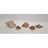 Large conch shell and four further seashells (5)