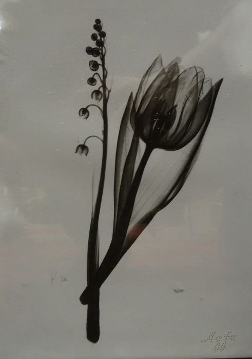 Two black and white photogram studies of tulips, stamped 'AGFA' to bottom right corner (2) - Bild 4 aus 4