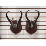 Pair of Kudu(?) probably African antelope ,horns set on mahogany shields and set of cattle horns