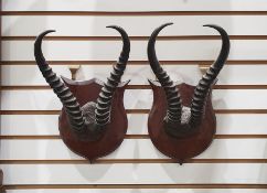 Pair of Kudu(?) probably African antelope ,horns set on mahogany shields and set of cattle horns