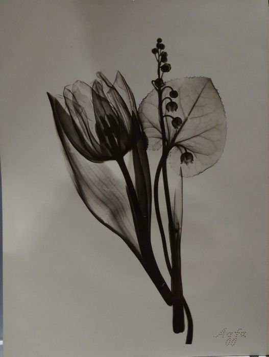 Two black and white photogram studies of tulips, stamped 'AGFA' to bottom right corner (2)