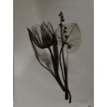 Two black and white photogram studies of tulips, stamped 'AGFA' to bottom right corner (2)