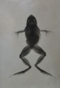 Pair of black and white photogram studies, one of a frog 13.5 x 8.5cm, the other of a chameleon 17 x