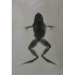 Pair of black and white photogram studies, one of a frog 13.5 x 8.5cm, the other of a chameleon 17 x