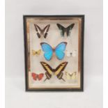 Framed and mounted butterflies