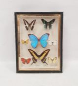 Framed and mounted butterflies