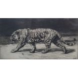 Herbert Dicksee RE (1862-1942) Etching  "Study of a Tiger", signed lower left and initialled