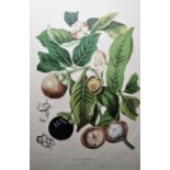 After Berthe Hoola Van Nooten  Pair of chromolithographic prints  "An Acardium Occidentale" and "