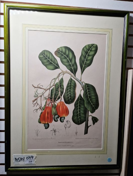 After Berthe Hoola Van Nooten  Pair of chromolithographic prints  "An Acardium Occidentale" and " - Image 4 of 4