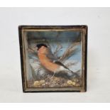 Victorian cased taxidermy Eurasian Bullfinch within a naturalistic setting, with a A C Foot