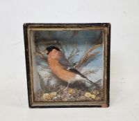 Victorian cased taxidermy Eurasian Bullfinch within a naturalistic setting, with a A C Foot