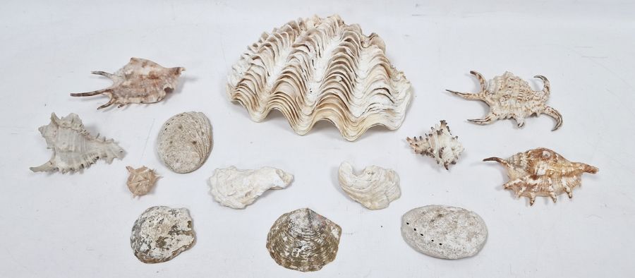 Small quantity of shells - Image 2 of 2