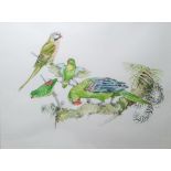 Jarvis (20th century)  Watercolour  Parrots, signed lower right  Elizabeth St John  Watercolour