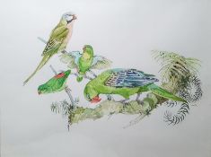 Jarvis (20th century)  Watercolour  Parrots, signed lower right  Elizabeth St John  Watercolour