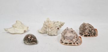Conch shell together with a further smaller sea shell and other shells (5)