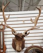 Stuffed and mounted taxidermy deer head