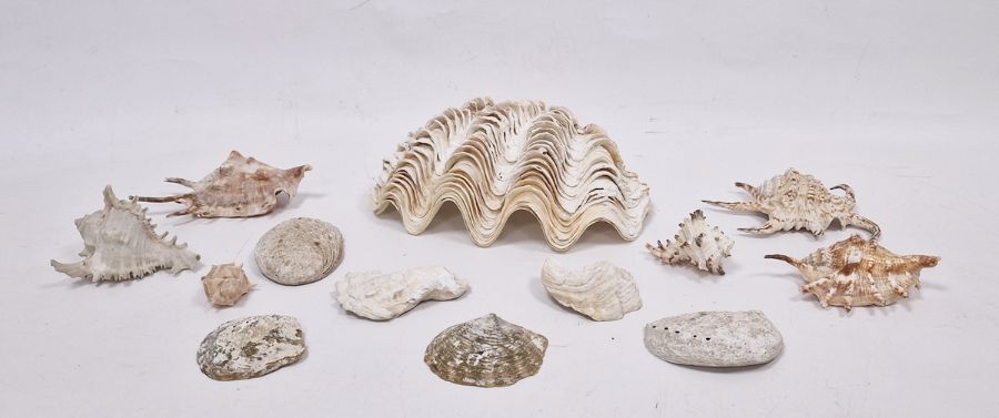 Small quantity of shells