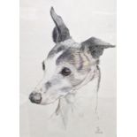 Winkle Pencil drawing Studies of a whippet, indistinct signature, dated 20th May 71 Pencil