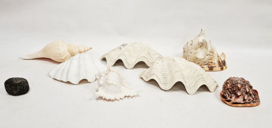 Collection of large seashells including conch, a trumpet-shaped shell, scallop-shaped shells and