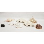 Collection of large seashells including conch, a trumpet-shaped shell, scallop-shaped shells and