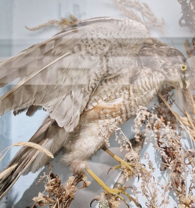 Victorian taxidermy cased diorama of a gosshawk, buzzard with prey in its talons and a further - Image 2 of 5