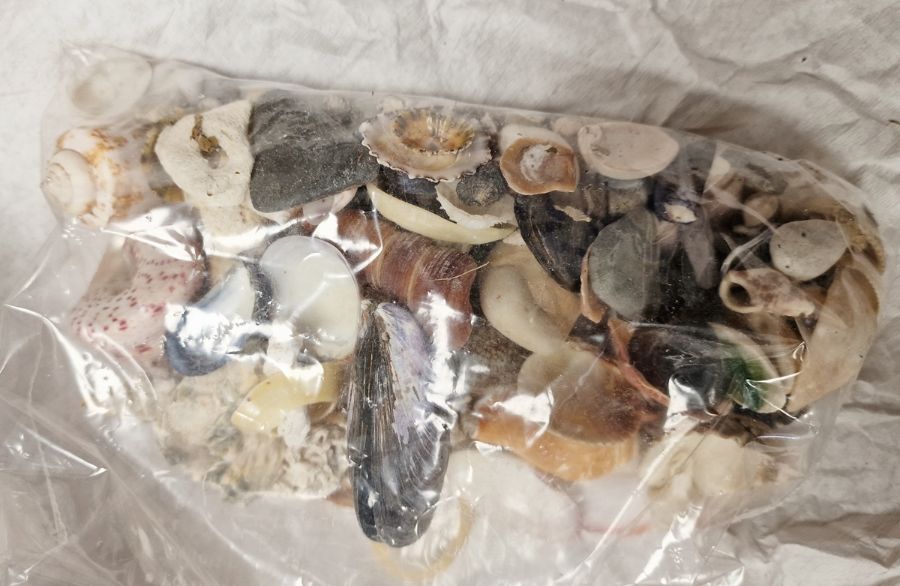 Collection of large seashells including conch, a trumpet-shaped shell, scallop-shaped shells and - Image 2 of 2