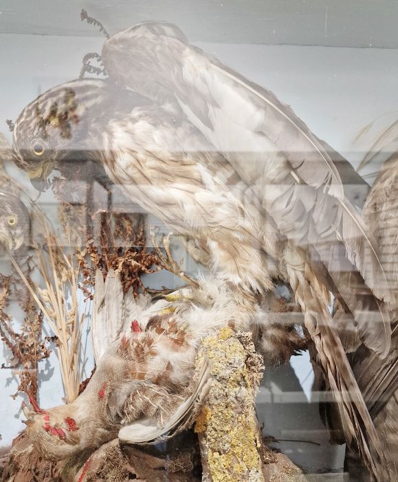 Victorian taxidermy cased diorama of a gosshawk, buzzard with prey in its talons and a further - Image 3 of 5