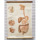 Vintage hanging medical diagram poster of the digestive system, canvas backed, by Adam Ruilly of