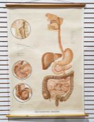 Vintage hanging medical diagram poster of the digestive system, canvas backed, by Adam Ruilly of