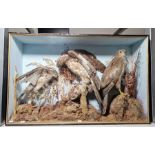 Victorian taxidermy cased diorama of a gosshawk, buzzard with prey in its talons and a further