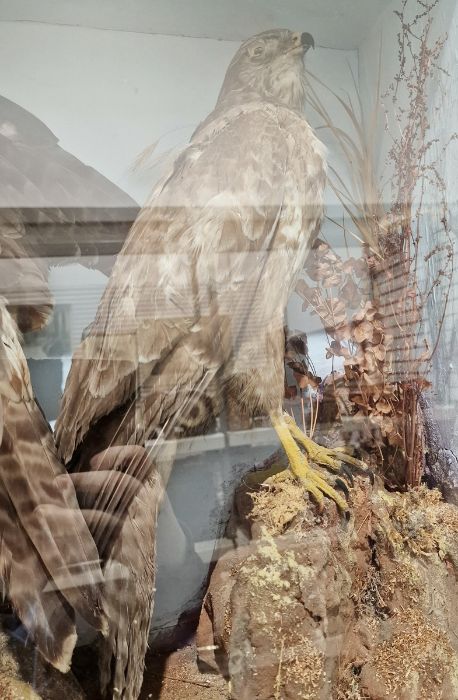 Victorian taxidermy cased diorama of a gosshawk, buzzard with prey in its talons and a further - Image 4 of 5