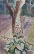 Osmond Caine (British b.1914) Watercolour 'Foxglove 2', signed and dated '49 lower right, framed and