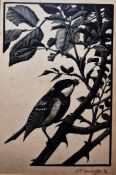 Charles Frederick Tunnicliffe OBE, RA (1901-1979) Etching "Oxeye in the Rosebush"  etching for