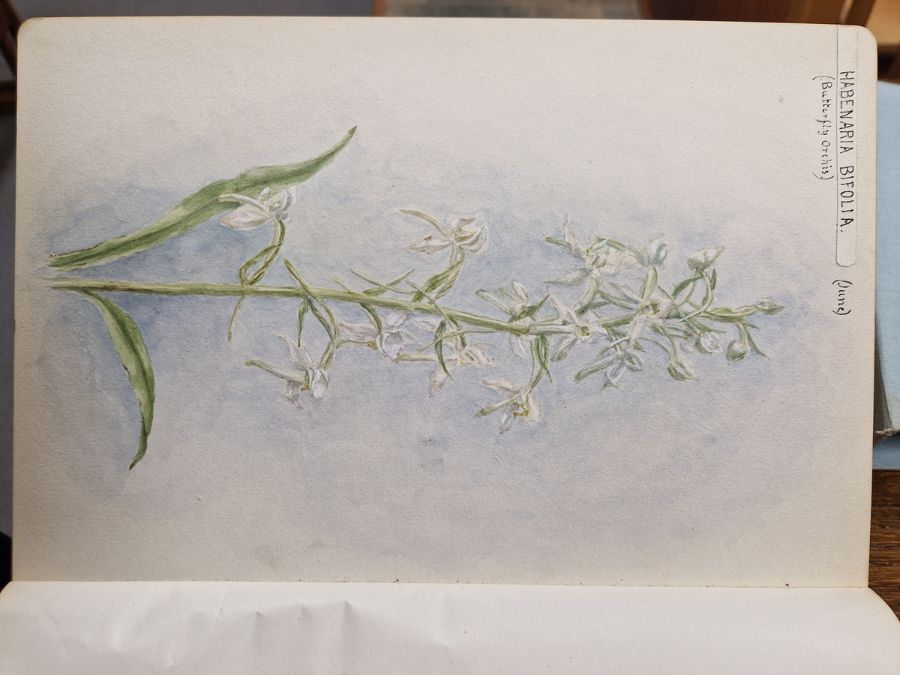 Watercolour album 'A Few Gloucestershire Flowers' from D. J. Burges for M. L. King, January 1914, - Image 8 of 19