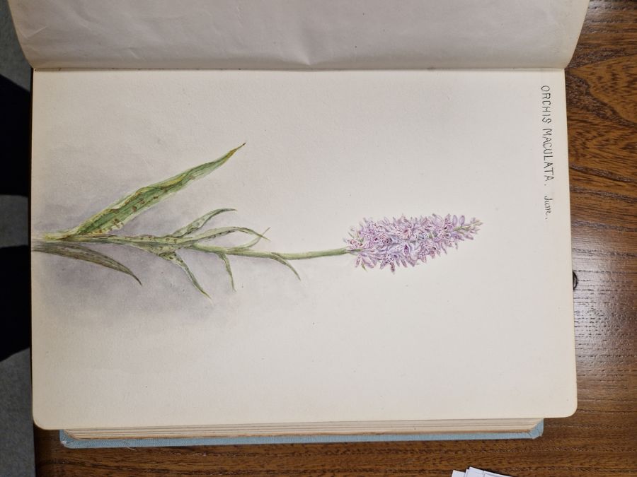 Watercolour album 'A Few Gloucestershire Flowers' from D. J. Burges for M. L. King, January 1914, - Image 7 of 19