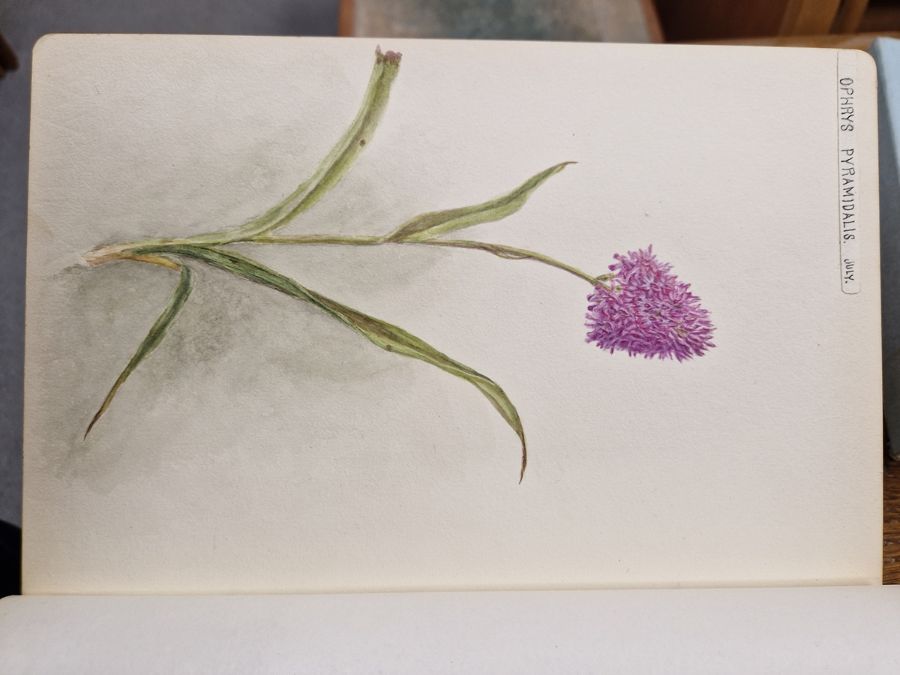 Watercolour album 'A Few Gloucestershire Flowers' from D. J. Burges for M. L. King, January 1914, - Image 12 of 19
