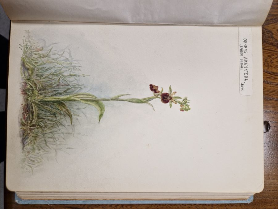 Watercolour album 'A Few Gloucestershire Flowers' from D. J. Burges for M. L. King, January 1914, - Image 9 of 19