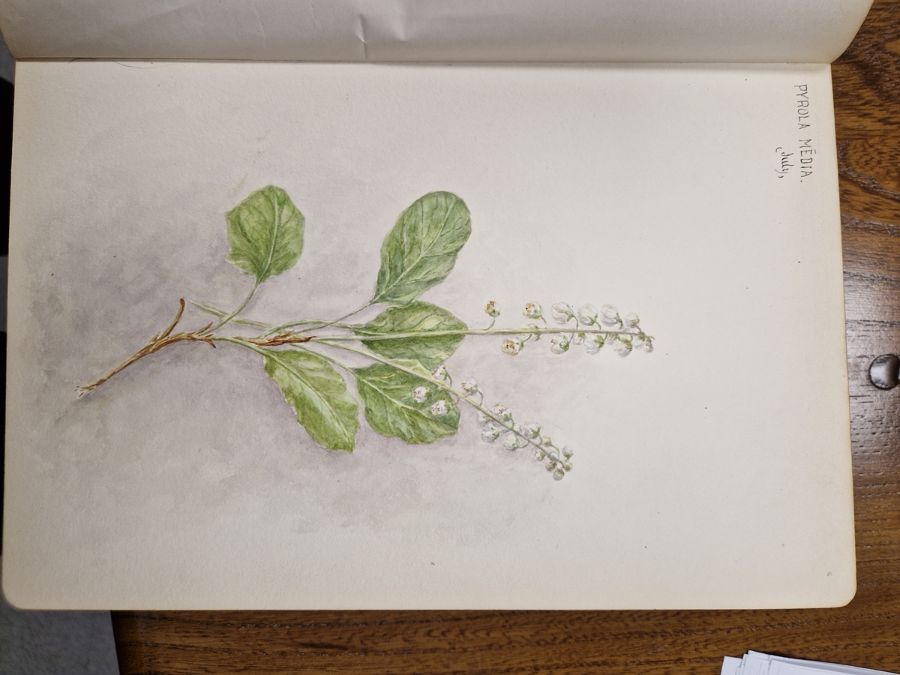 Watercolour album 'A Few Gloucestershire Flowers' from D. J. Burges for M. L. King, January 1914, - Image 13 of 19