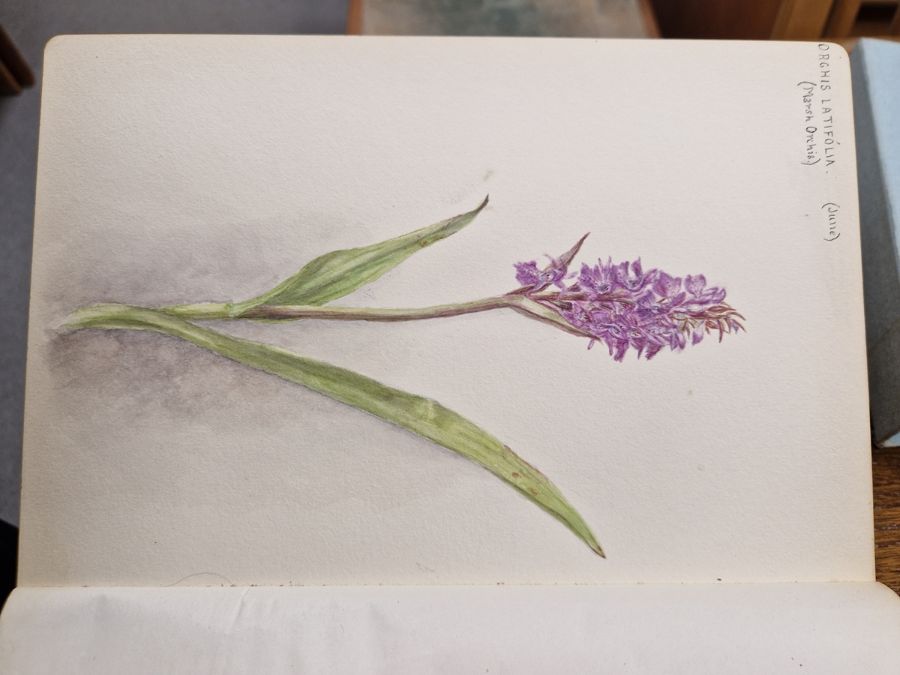 Watercolour album 'A Few Gloucestershire Flowers' from D. J. Burges for M. L. King, January 1914, - Image 10 of 19