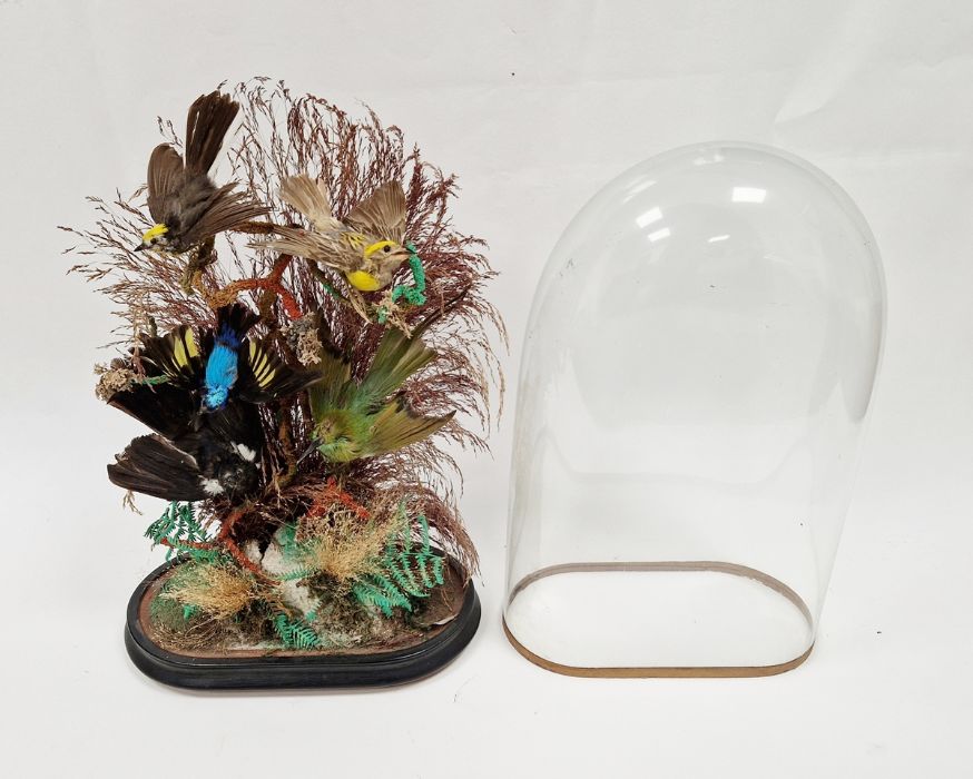 Taxidermic display of brightly coloured birds and foliage, under glass dome, on ebonised base, bun - Image 2 of 2