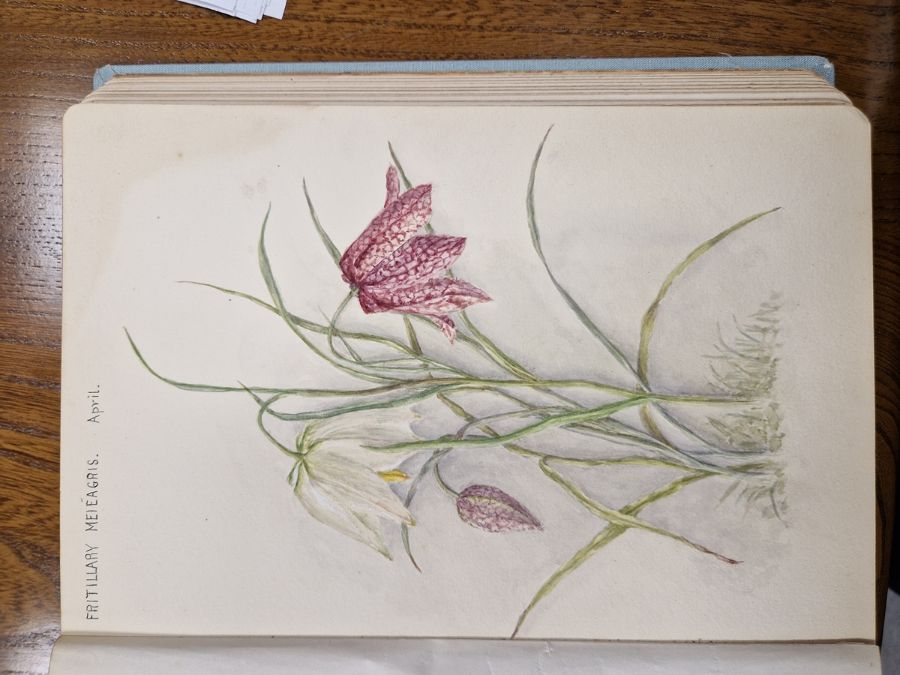 Watercolour album 'A Few Gloucestershire Flowers' from D. J. Burges for M. L. King, January 1914, - Image 4 of 19