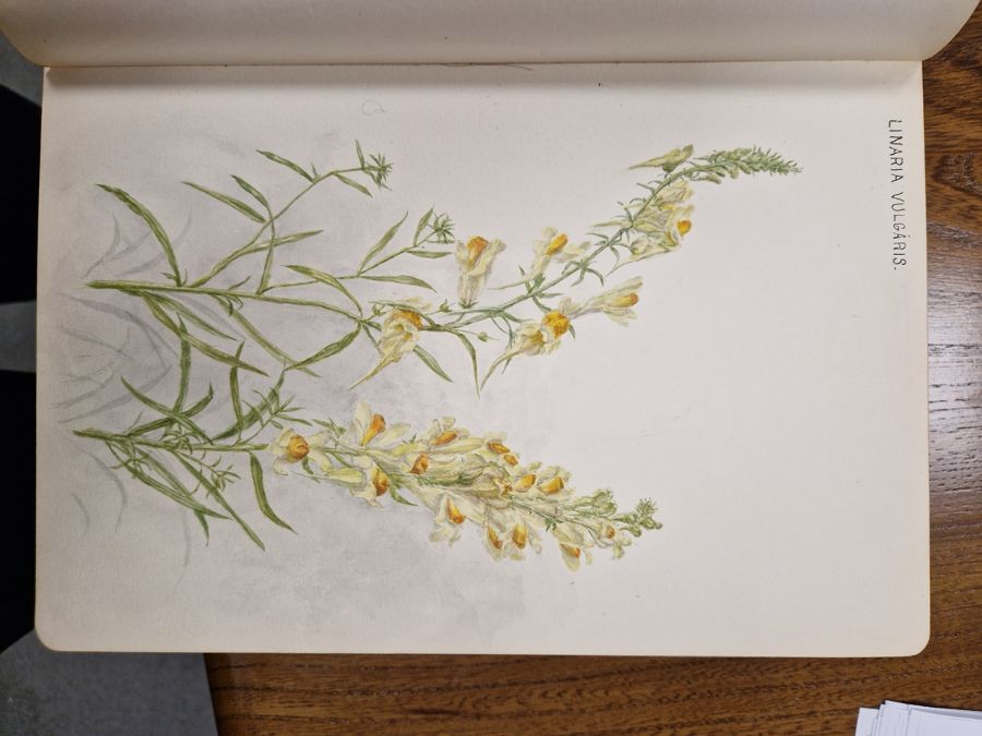 Watercolour album 'A Few Gloucestershire Flowers' from D. J. Burges for M. L. King, January 1914, - Image 17 of 19