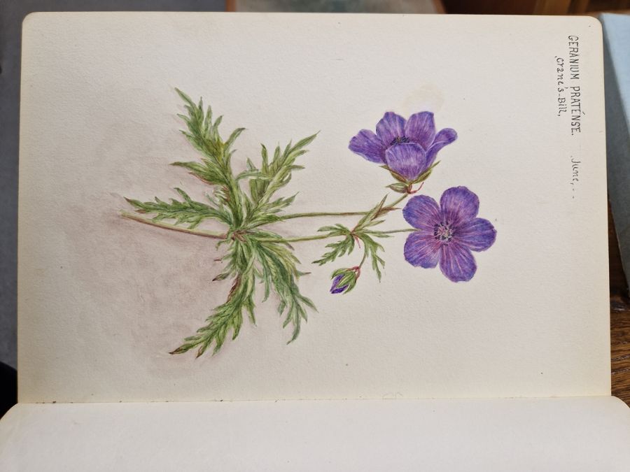 Watercolour album 'A Few Gloucestershire Flowers' from D. J. Burges for M. L. King, January 1914, - Image 14 of 19